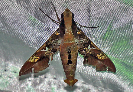 Callionima inuus (Rothschild & Jordan, 1903). Copacabana, Caranavi, Yungas, Bolivia January 27, 2016. Photographer;  Peter Mllmann