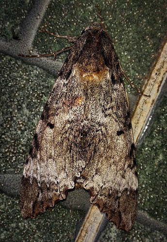 Tetrio Sphinx Moth, Pseudosphinx tetrio (Linnaeus, 1771). Caranavi, Yungas, Bolivia Febuary 14, 2016. Photographer;  Peter Møllmann