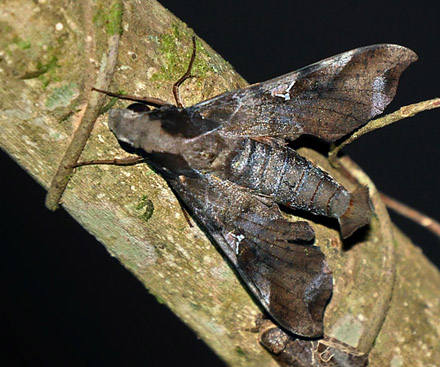 Callionima acuta  (Rothschild & Jordan, 1910). Copacabana, Caranavi, Yungas, Bolivia January 27, 2016. Photographer;  Peter Mllmann