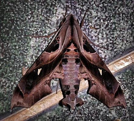 Pluto Sphinx, Madoryx plutonius (Hbner, 1819), Caranavi, Yungas, Bolivia February 15, 2016. Photographer;  Peter Mllmann