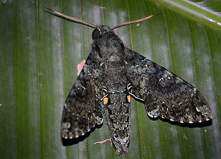 Amphonyx duponchel. Copacabana, Caranavi, Yungas, Bolivia January 30, 2016. Photographer;  Peter Mllmann