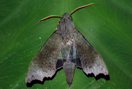 Aleuron chloroptera (Perty, 1833). Copacabana, Caranavi, Yungas, Bolivia January 27, 2016. Photographer;  Peter Mllmann