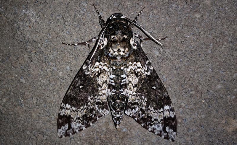 Rustic Sphinx, Manduca rustica (Fabricius, 1775). Consata, Yungas, Bolivia February 21, 2016. Photographer; Peter Mllmann. Idification by Dominik Hofer on facebook.