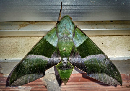 Oryba achemenides (Cramer, 1779).  Caranavi, Yungas, Bolivia Febuary 14, 2016. Photographer;  Peter Mllmann