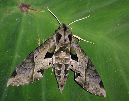 Eumorpha analis (Rothschild & Jordan, 1903).  Copacabana, Caranavi, Yungas, Bolivia January 27, 2016. Photographer;  Peter Mllmann