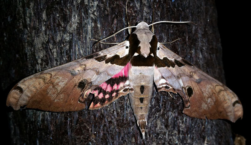 Daphne Sphinx, Adhemarius daphne (Boisduval, 1875). Consata, Yungas, Bolivia February 21, 2016. Photographer; Peter Mllmann