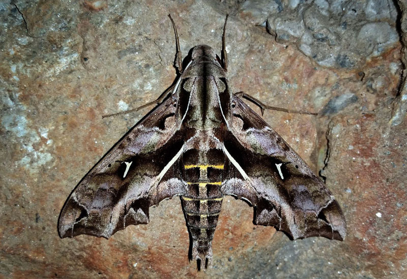 Snake Mimic Sphinx, Hemeroplanes triptolemus (Cramer, 1779). Consata, Yungas, Bolivia February 21, 2016.  Photographer;  Peter Mllmann