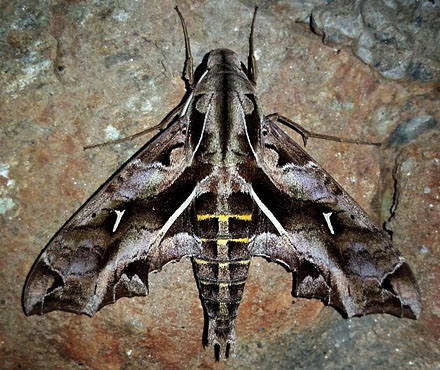 Snake Mimic Sphinx, Hemeroplanes triptolemus (Cramer, 1779). Consata, Yungas, Bolivia February 21, 2016.  Photographer;  Peter Mllmann