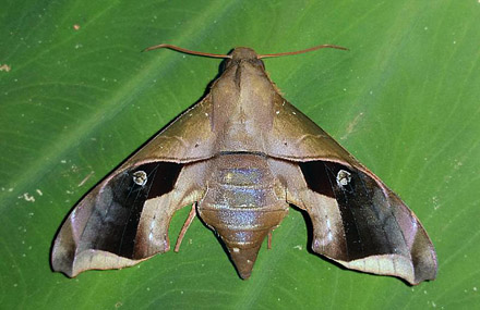 Enyo cavifer (Rothschild & Jordan, 1903). Copacabana, Caranavi, Yungas, Bolivia January 27, 2016. Photographer;  Peter Mllmann