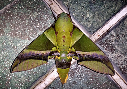 Oryba kadeni (Schaufuss, 1870). Caranavi, Yungas, Bolivia Febuary 13, 2016. Photographer;  Peter Mllmann