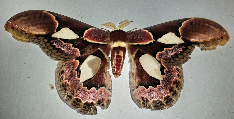 Rothschildia belus (Maassen, 1873) male. Caranavi, Yungas, Bolivia february 16, 2016. Photographer;  Peter Mllmann