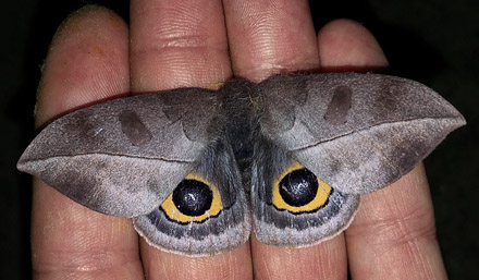 Automeris latenigra (Lemaire 1967). Copacabana, Caranavi, Yungas, Bolivia January 29, 2016. Photographer; Peter Møllmann
