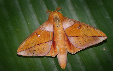 Mallacita, Caranavi, Yungas, Bolivia January 30, 2016. Photographer; Peter Møllmann