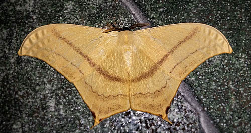 Asthenia (Therinia) buckleyi (Druce, 1890).  Caranavi, Yungas, Bolivia Febuary 14, 2016. Photographer;  Peter Mllmann