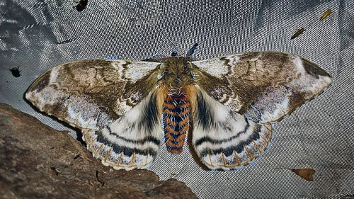 Mallacita, Caranavi, Yungas, Bolivia January 30, 2016. Photographer; Peter Møllmann