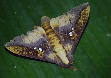 Mallacita, Caranavi, Yungas, Bolivia January 30, 2016. Photographer;  Peter Mllmann