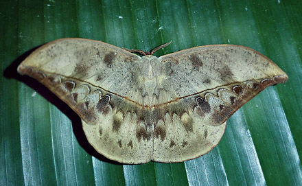 Mallacita, Caranavi, Yungas, Bolivia January 30, 2016. Photographer; Peter Møllmann