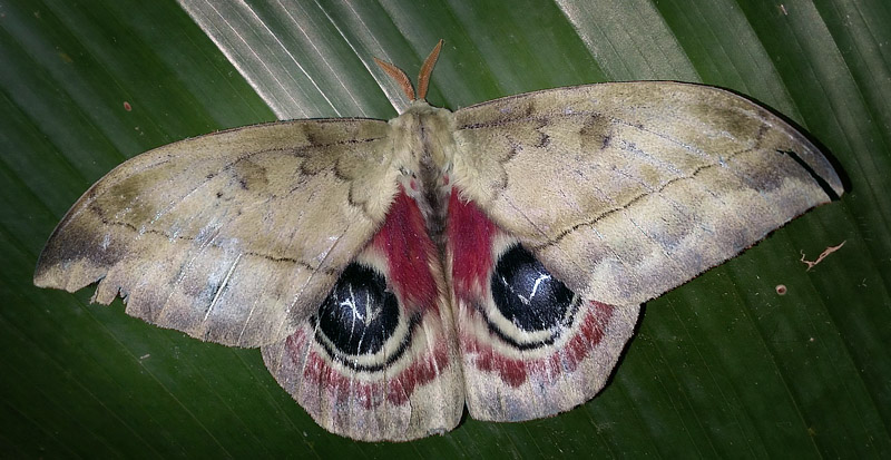 Mallacita, Caranavi, Yungas, Bolivia January 30, 2016. Photographer; Peter Møllmann