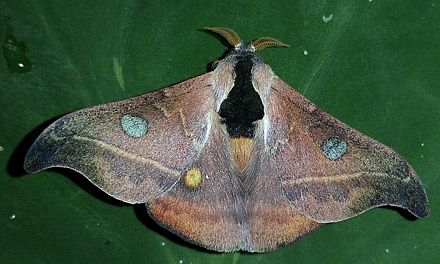Hylesia nanus (Walker 1855). Copacabana, Caranavi, Yungas, Bolivia January 29, 2016. Photographer; Peter Møllmann