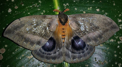 Mallacita, Caranavi, Yungas, Bolivia January 30, 2016. Photographer; Peter Møllmann