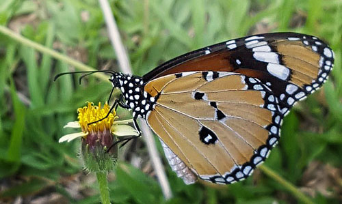 Plain Tiger, Danaus chrysippus (Linnaeus, 1758). Thailand Febuary 14, 2016. Photographer;  Henrik S. Larsen