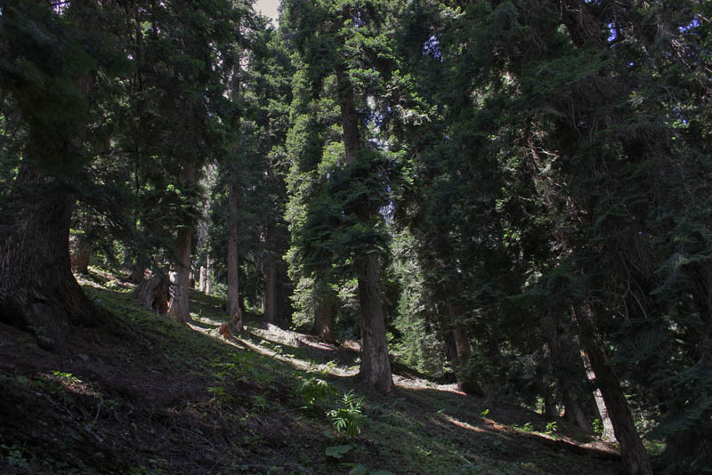 Old growth conifer forest on steep slopes, Sonamarg, Kashmir, Indien d. 24 july 2016. Photographer; Erling Krabbe