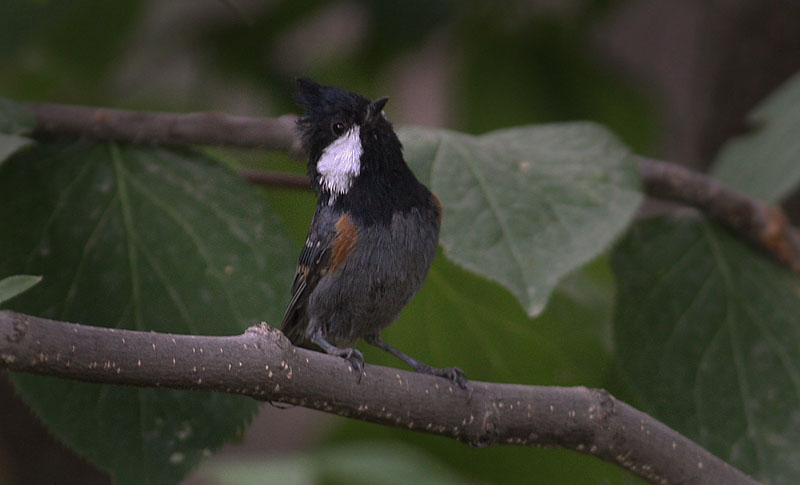 Spotwinged Tit, Gulmarg, Kashmir, Indien d. 25 july 2016. Photographer; Erling Krabbe