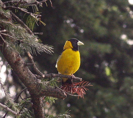 Black and Yellow Grosbeak, Mycerobas icterioides, at Thajiwas Glacier, Sonamarg, Kashmir, India.23. July 2016. Photographer; Erling Krabbe