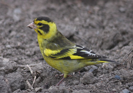 Himalayan Greenfinch, Chloris spinoides, Sonamarg, Kashmir, Indien d. 24 july 2016. Photographer; Erling Krabbe