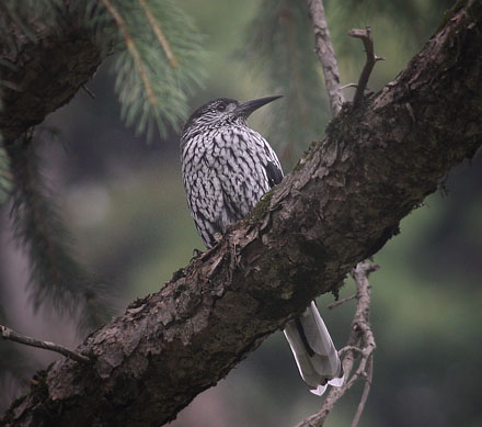 Large-spotted Nutcracker. Nucifraga multipunctata., At Thajiwas Glacier, Sonamarg, Kashmir, India 23. July 2016. Photographer; Erling Krabbe