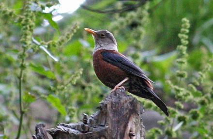 Chestnut Thrush, (Turdus rubrocanus) in forest at Thajiwas Glacier, Sonamarg, Kashmir, India 23. July 2016. Photographer; Erling Krabbe