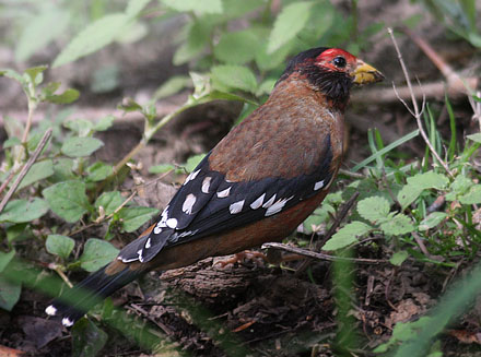 Spectacled Finch, Callacanthis burtoni. Valley north west of Sonamarg, Kashmir, Indien d. 24 july 2016. Photographer; Erling Krabbe