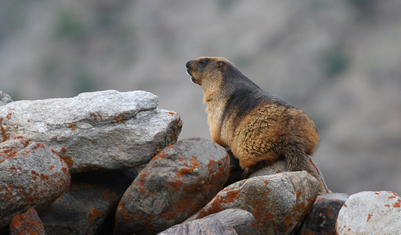 Langhalet Murmeldyr, Marmota caudata. Suru Valley, Kargil, Ladakh, India 21. Juli 2016. Fotograf; Erling Krabbe