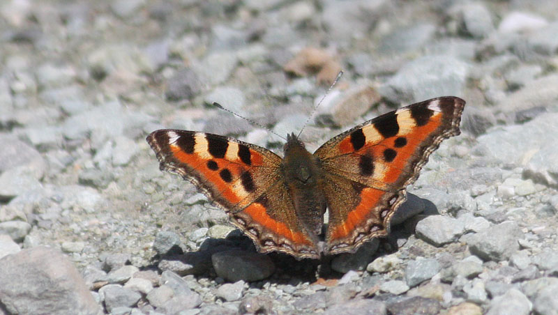  Indian Tortoiseshell, Aglais caschmirensis.  Thajiwas Glacier 2750 m.  Sonmarg, Kashmir, India d. 23 july 2016.  Photographer; Erling Krabbe