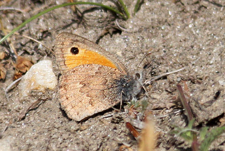 Beautiful Meadowbrown. Hyponephele pulchra. Suru Valley, 3000 m a.s.l., 22. July 2016, Kargil, Ladakh, India.  Fotograf; Erling Krabbe