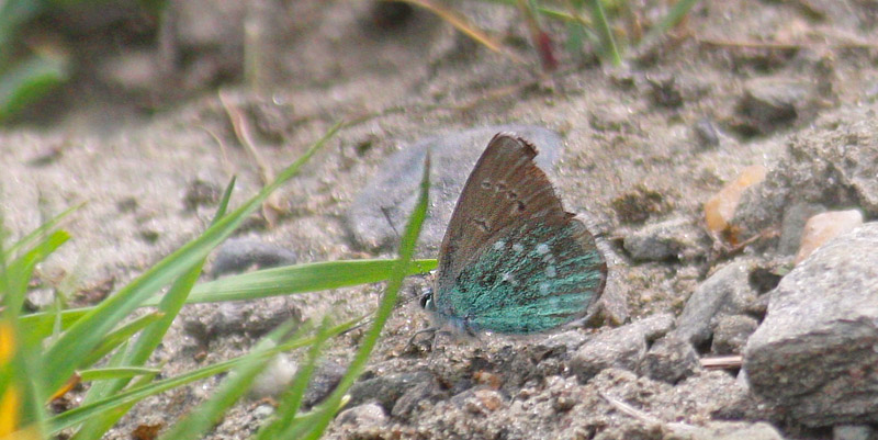 Dusky Green-underwing. Suru Valley, 3000 m a.s.l., 22. July 2016, Kargil, Ladakh, India. Fotograf; Erling Krabbe