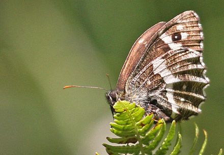 Kullu Common Satyr, Aulocera swaha garuna.  Sonmarg 23. July 2016, Kashmir, India. 2743 m.  Fotograf; Erling Krabbe