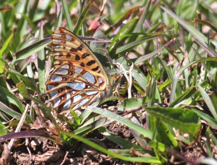 Himalaya Storplettet Perlemorsommerfugl, Issoria isaea. Anganwadi Forest, Sonmarg, 2700 m. Kashmir d. 23 juli 2016. Fotograf: Erling Krabbe