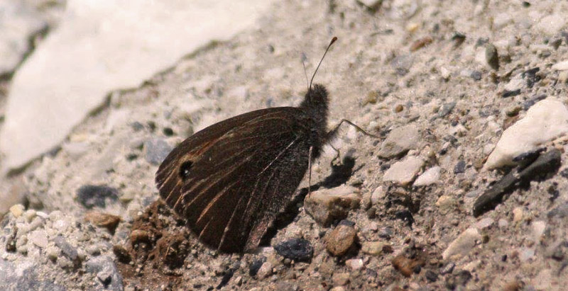 Himalaya Bjergrandje, Callerebia kallinda.  Thajiwas Glacier 2750 m.  Sonmarg, Kashmir, India d. 23 juli 2016.  Fotograf; Erling Krabbe