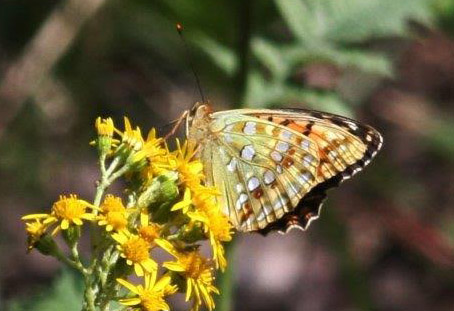 Skovperlemorsommerfugl, Argynnis adippe.  Anganwadi Forest, Sonmarg, 2700 m. Kashmir d. 23 juli 2016. Fotograf: Erling Krabbe