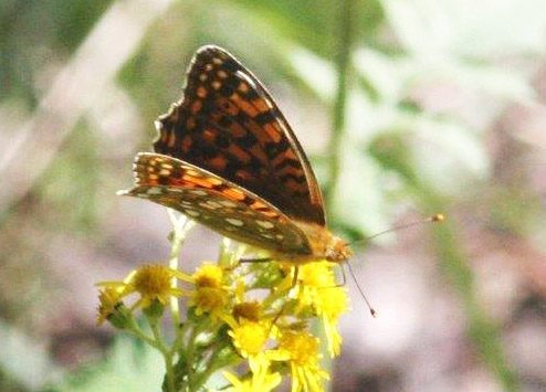 Skovperlemorsommerfugl, Argynnis adippe.  Anganwadi Forest, Sonmarg, 2700 m. Kashmir d. 23 juli 2016. Fotograf: Erling Krabbe