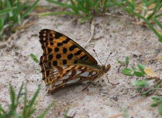 Himalaya Storplettet Perlemorsommerfugl, Issoria lathonia isaea. Anganwadi Forest, Sonmarg, 2700 m. Kashmir d. 23 juli 2016. Fotograf: Erling Krabbe