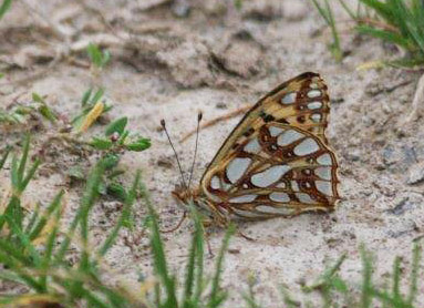 Himalaya Storplettet Perlemorsommerfugl, Issoria lathonia isaea. Anganwadi Forest, Sonmarg, 2700 m. Kashmir d. 23 juli 2016. Fotograf: Erling Krabbe