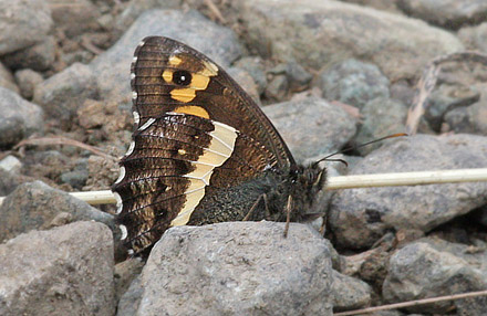 Kullu Common Satyr, Aulocera swaha garuna. Gulmarg, Kashmir, India 25. July 2016. Fotograf; Erling Krabbe