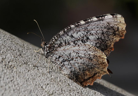 Tiger Palmfly, Elymnias nesaea (Linnaeus, 1764). . Thailand February 2016. Photographer;  Henrik S Larsen