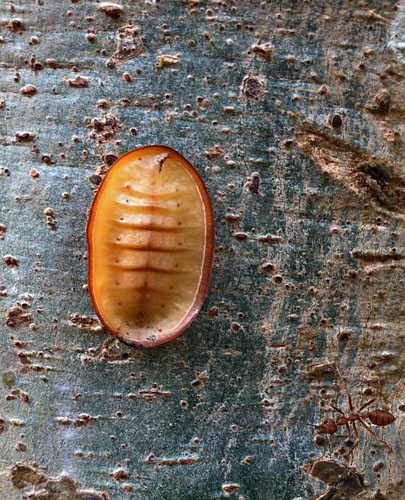 Moth Butterfly, Liphyra brassolis and Weaver Ants, Oecophylla smaragdina antnest. Mae Pak Phrae, Wang Chin District,  Thailand March 2, 2016. Photographer; Nikolaj Kleissl