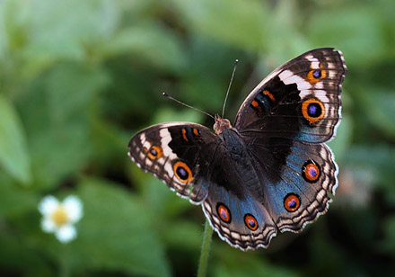 Blue Pansy, Junonia orithya (Linnaeus, 1758). Thailand February 2016. Photographer;  Henrik S Larsen