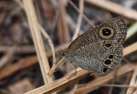 Common Four-ring, Ypthima-huebneri  (Kirby, 1871). Thailand February 2016. Photographer;  Henrik S Larsen