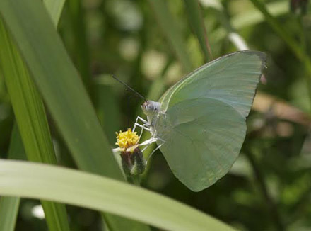  Mottled Emigrant, Catopsilia pyranthe (Linnaeus, 1758). Thailand February 2016. Photographer;  Henrik S Larsen