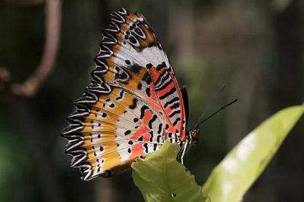  Leopard Lacewing, Cethosia cyane  (Drury, 1770 ).  Thailand February 2016. Photographer;  Henrik S Larsen